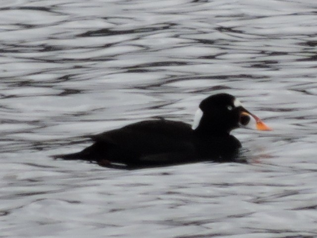 Surf Scoter - ML121831591