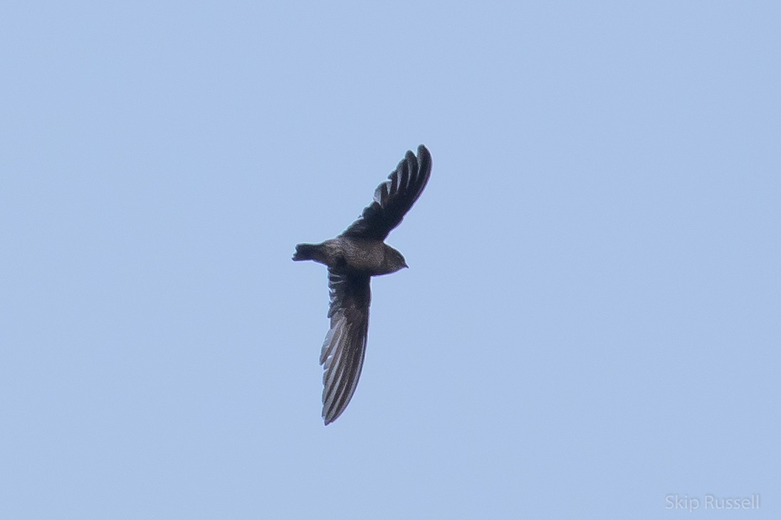 Madagascar Spinetail - ML121832921