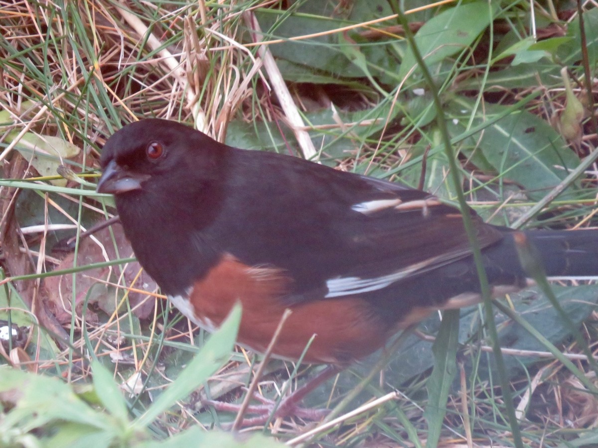 Eastern Towhee - Stephanie Morrell