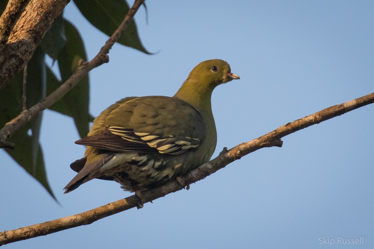 Madagascar Green-Pigeon - Skip Russell