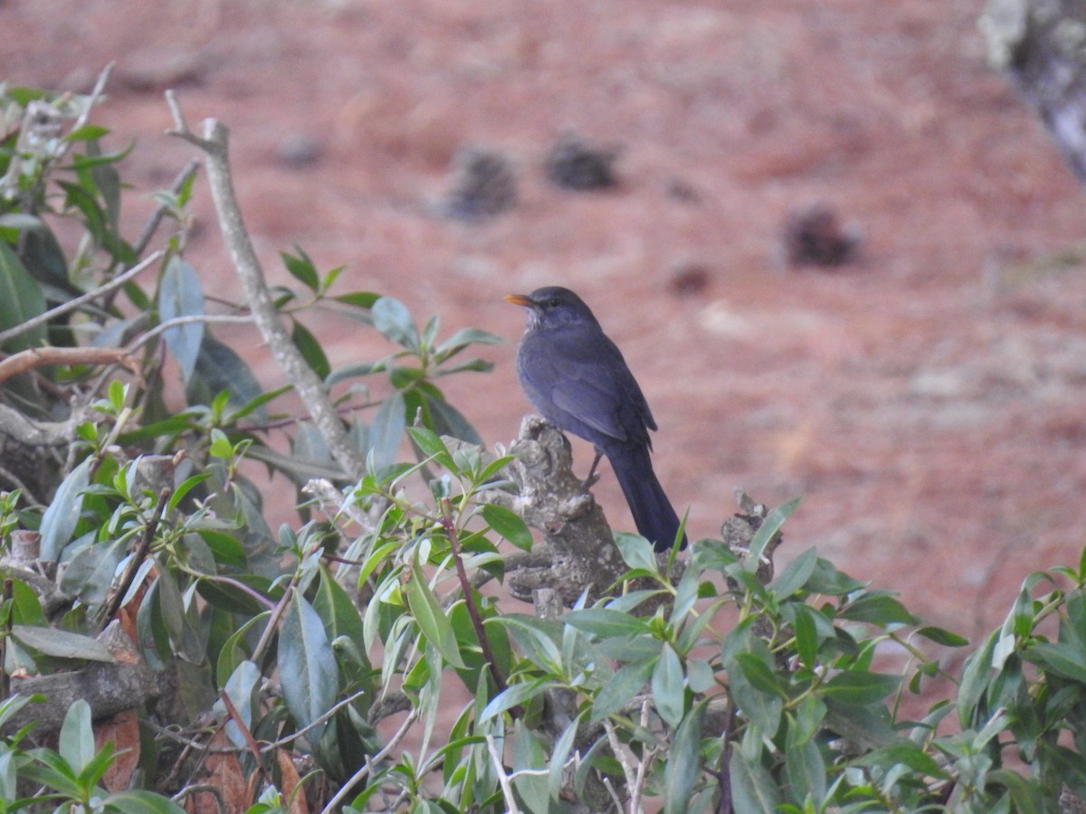 Eurasian Blackbird - ML121834691