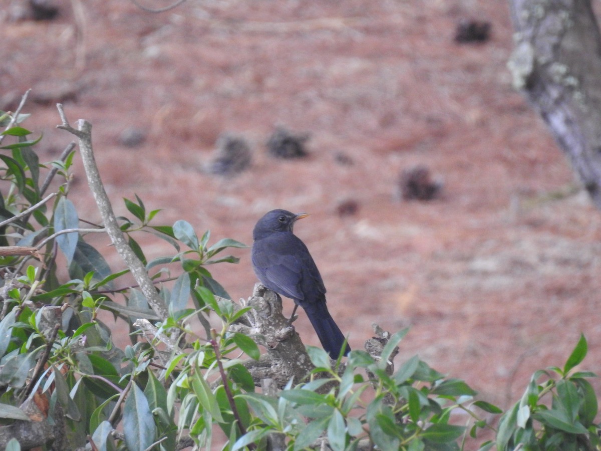 Eurasian Blackbird - ML121834721