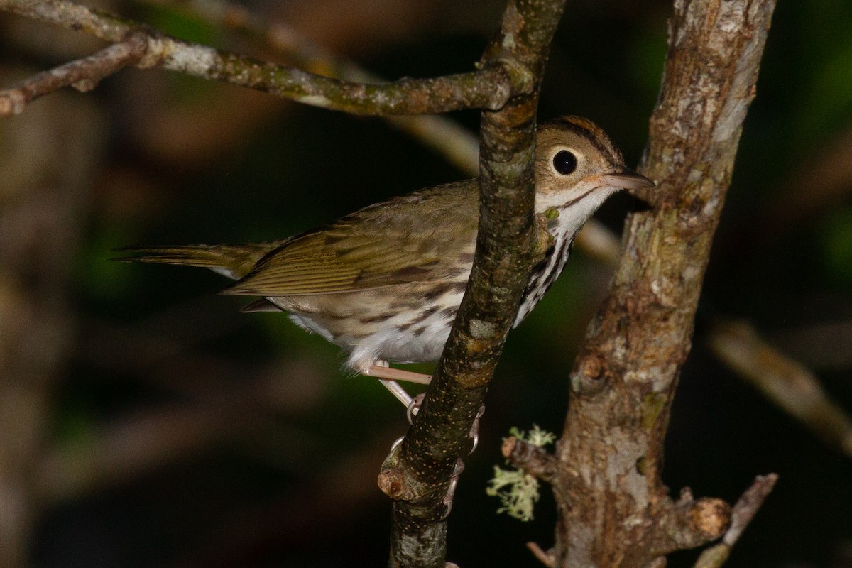 Ovenbird - ML121835871
