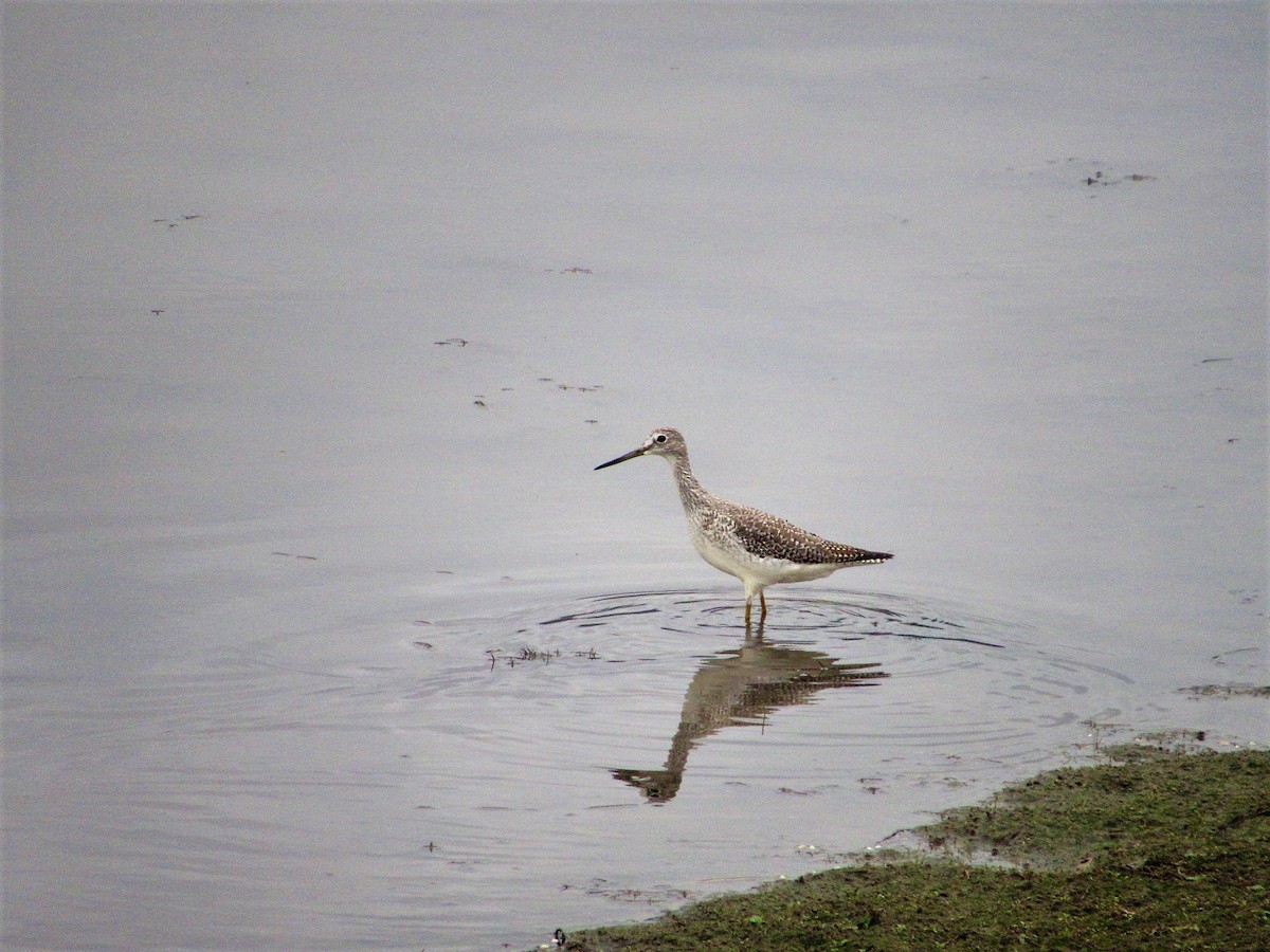 Greater Yellowlegs - ML121837521