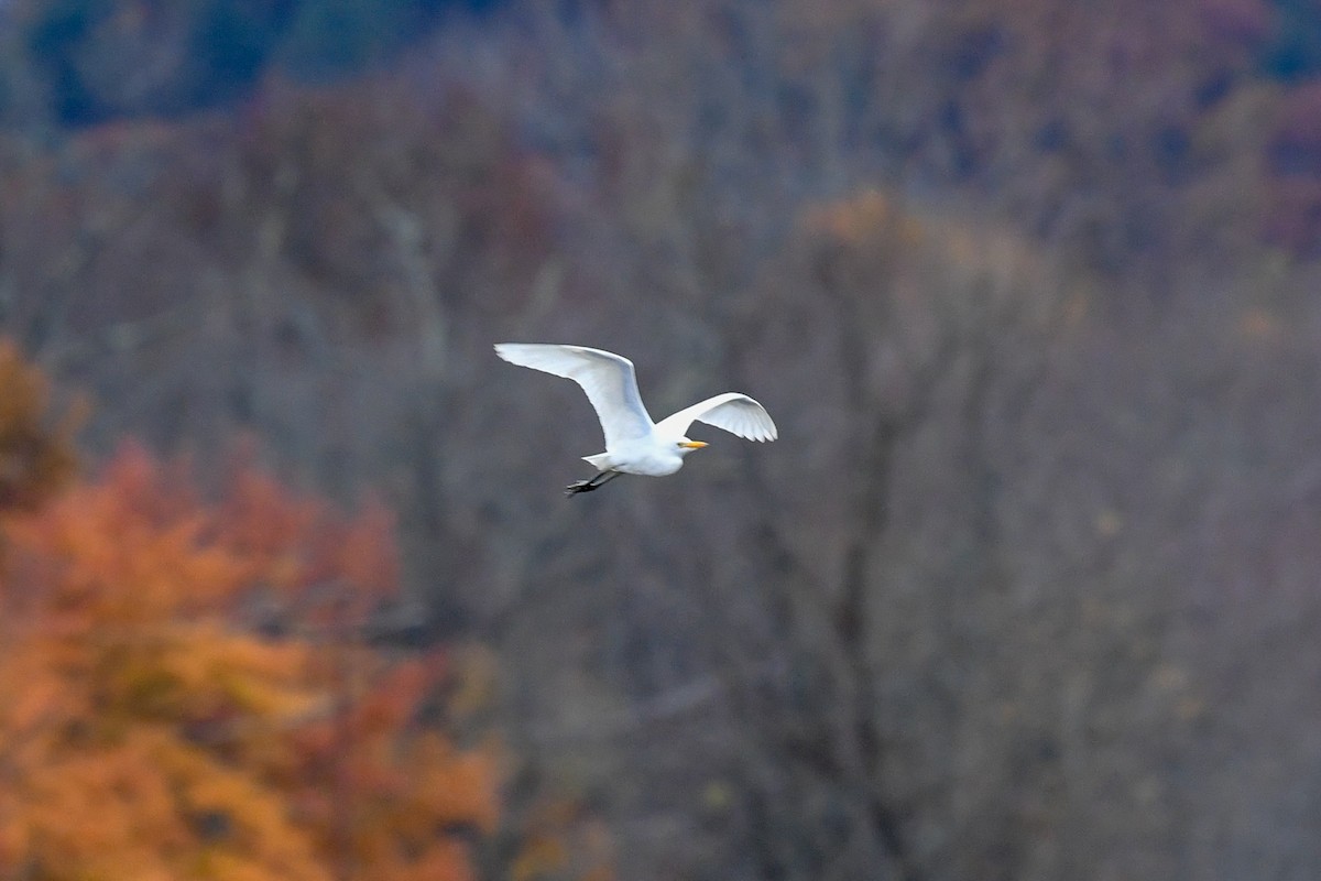 Western Cattle Egret - ML121839491