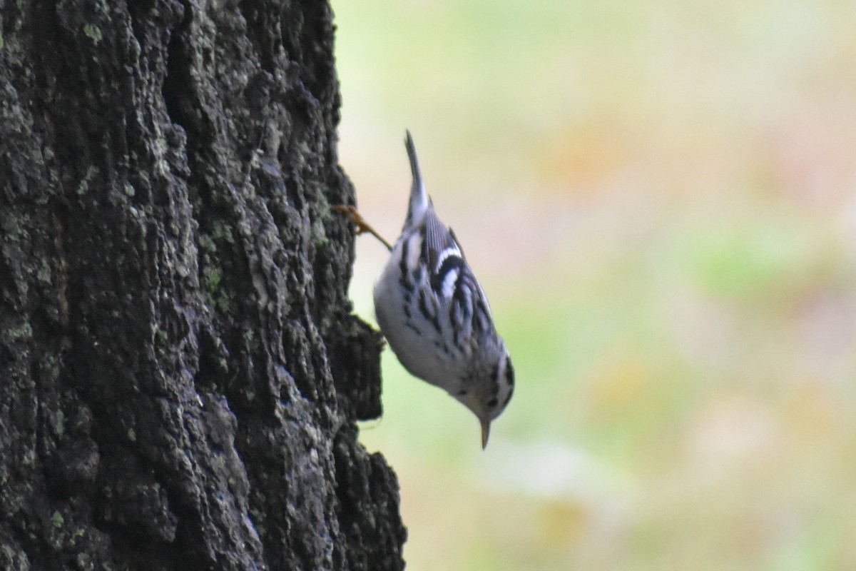 Black-and-white Warbler - ML121840921