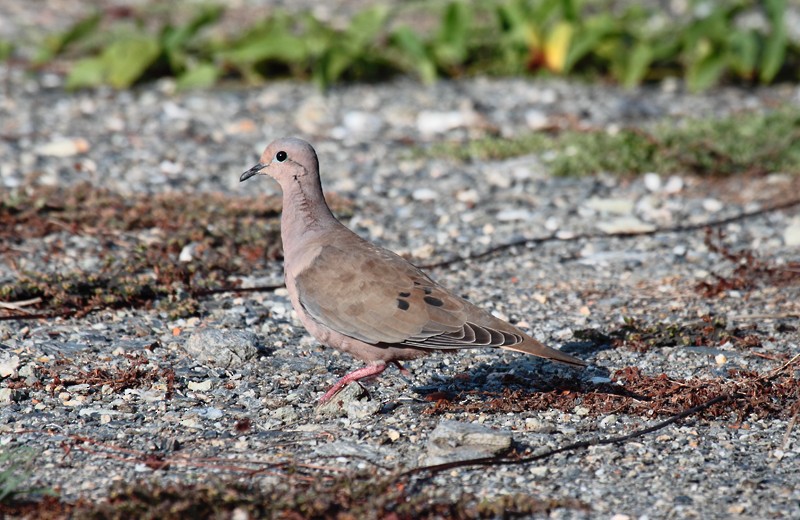 Eared Dove - ML121840951