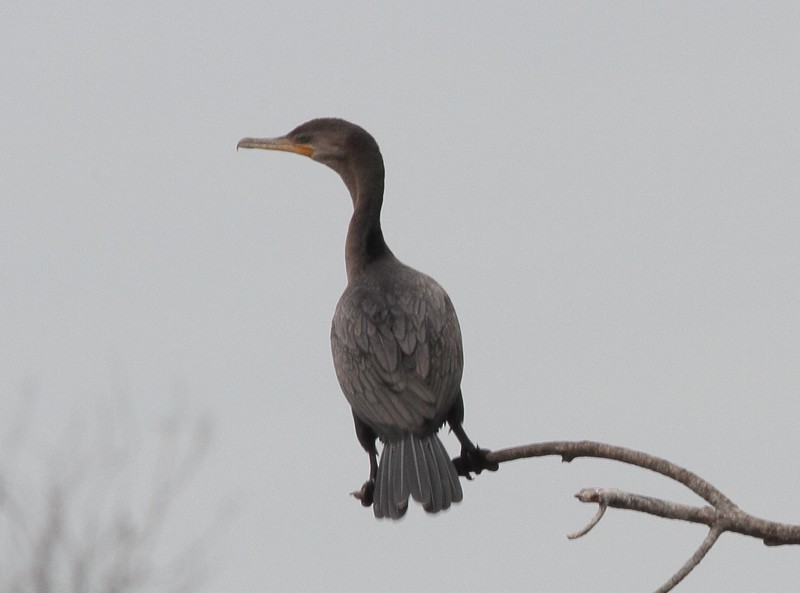 Cormorán Biguá - ML121841361