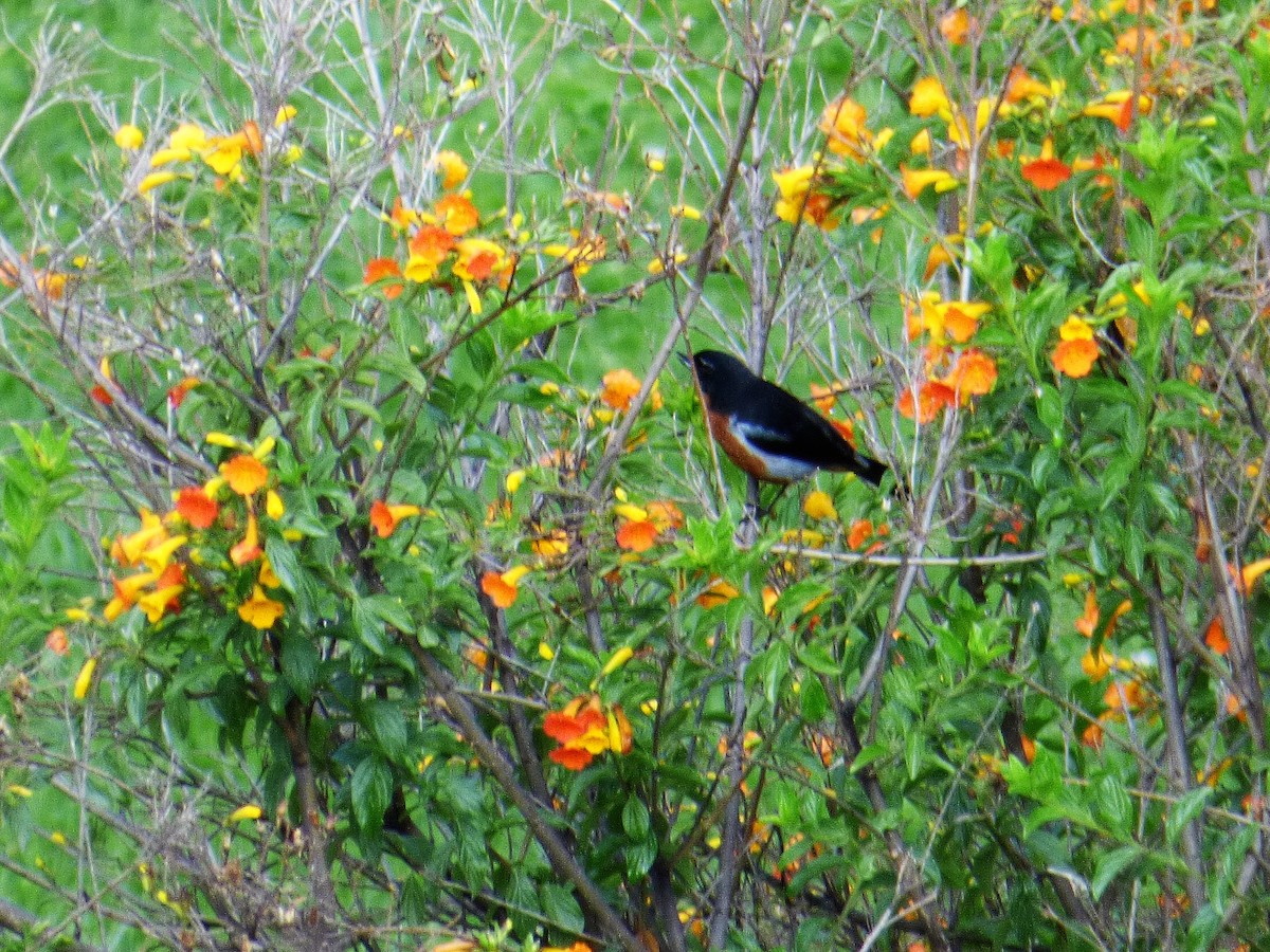 Black-throated Flowerpiercer - woody wheeler