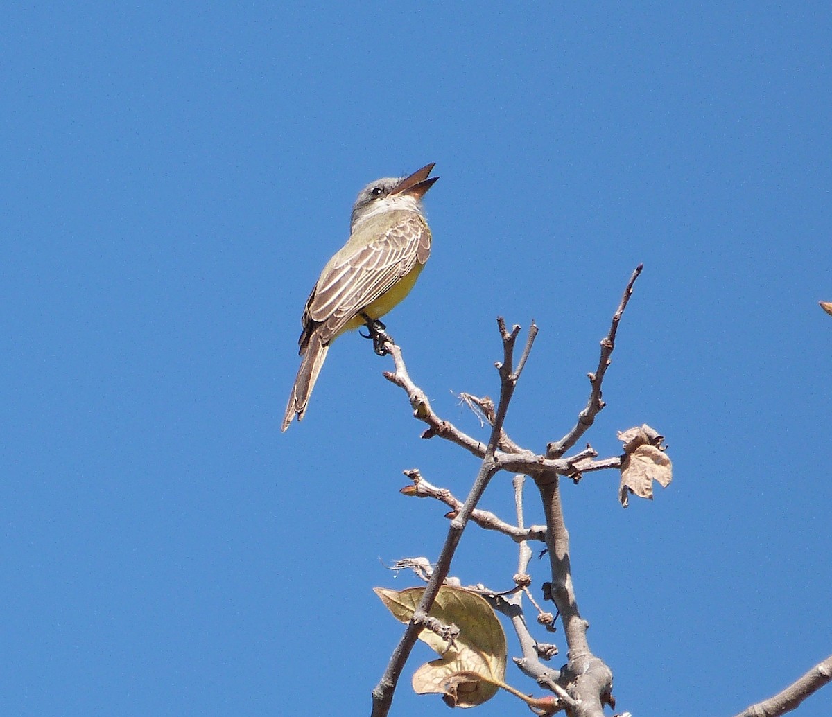 Tropical Kingbird - Libby Patten