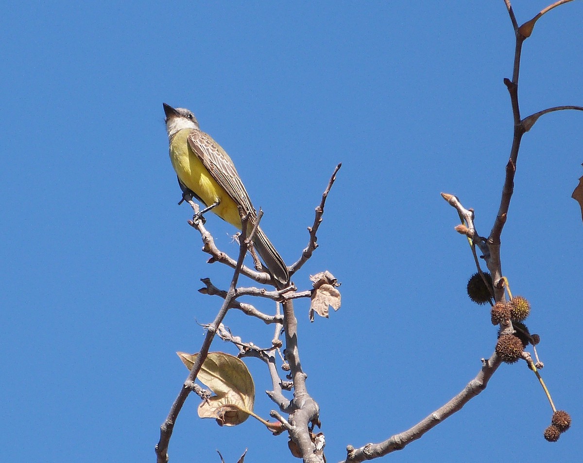 Tropical Kingbird - ML121846471