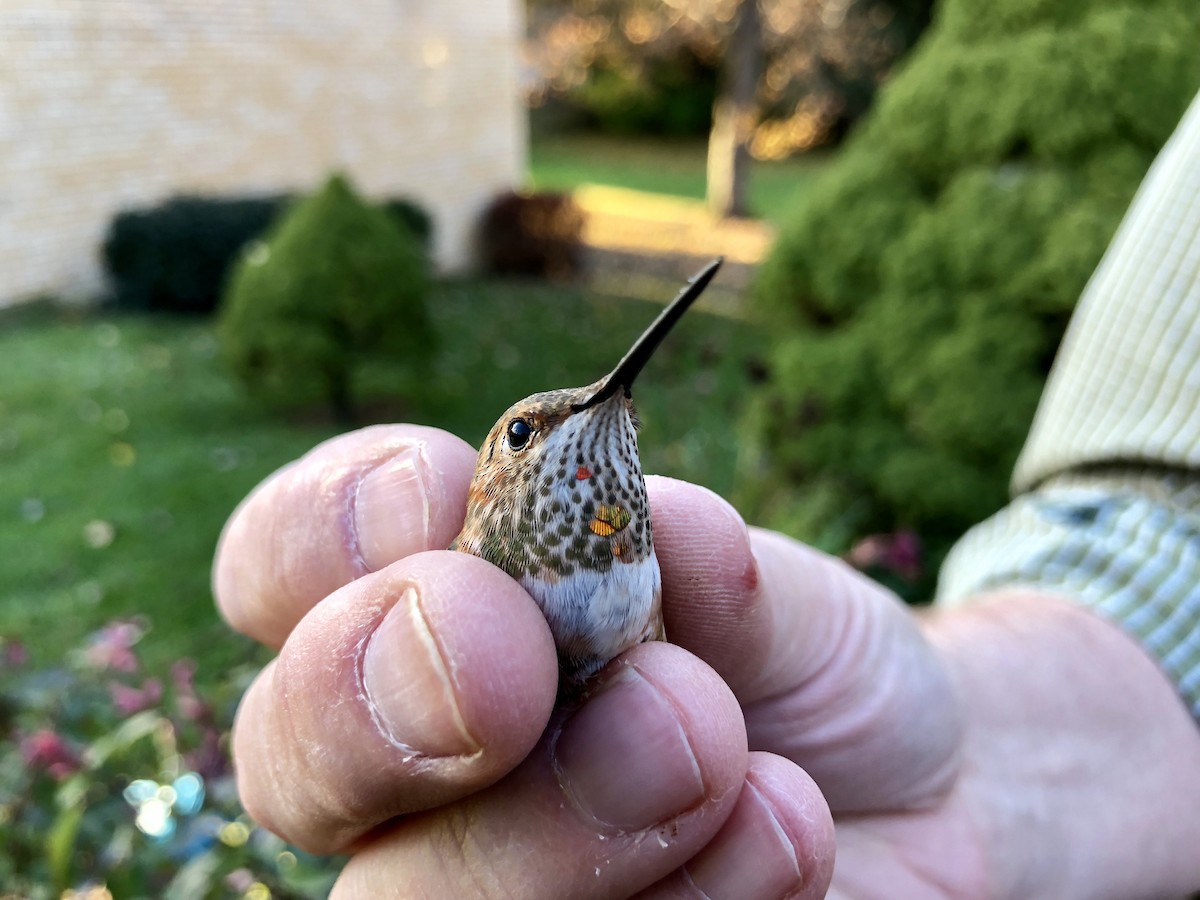 Rufous Hummingbird - James Hausman III