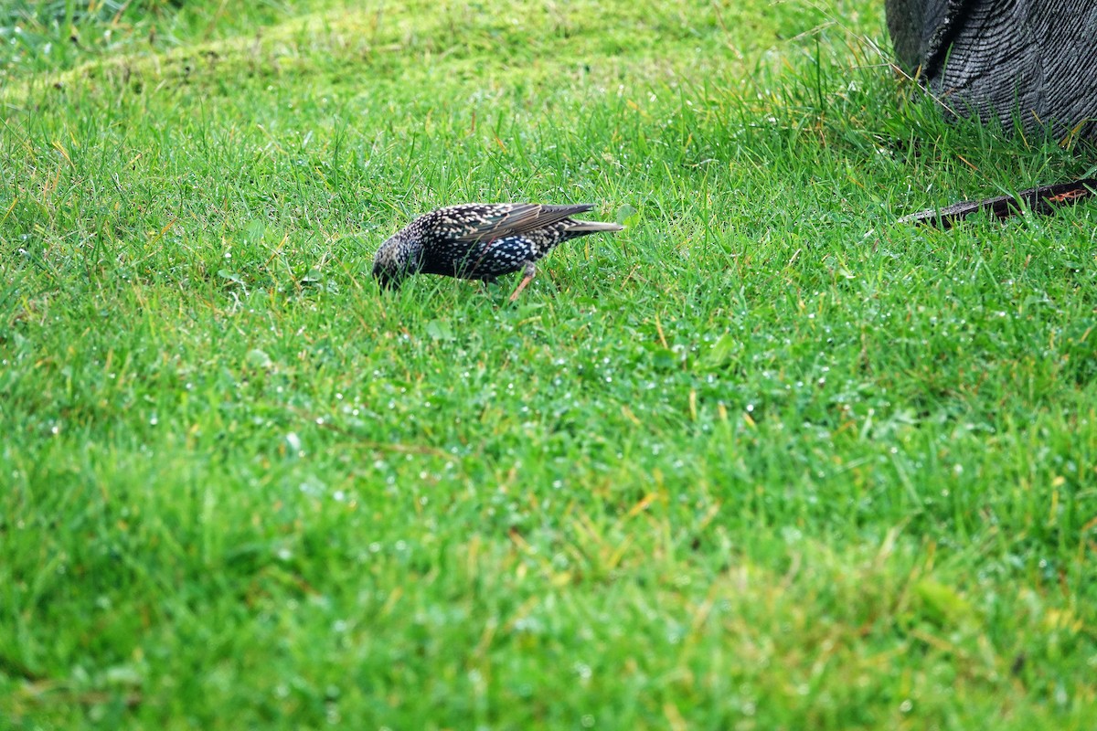 European Starling - ML121848281