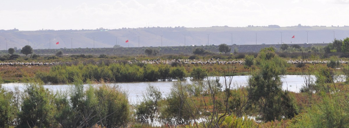 White Stork - ML121848551