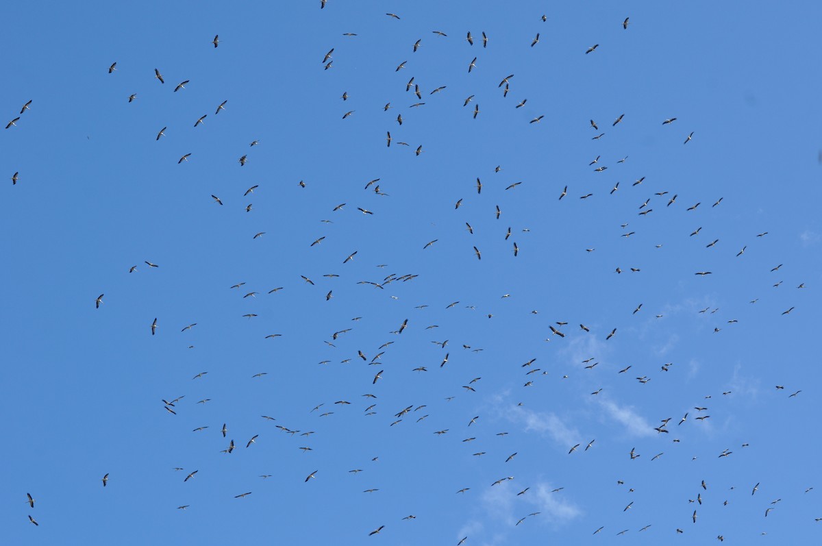 White Stork - Mohammed Hilmi