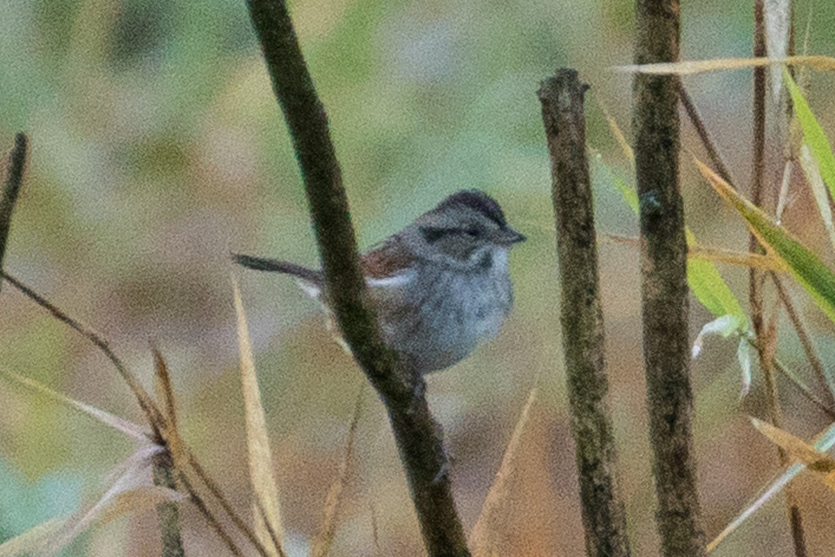 Swamp Sparrow - ML121849571
