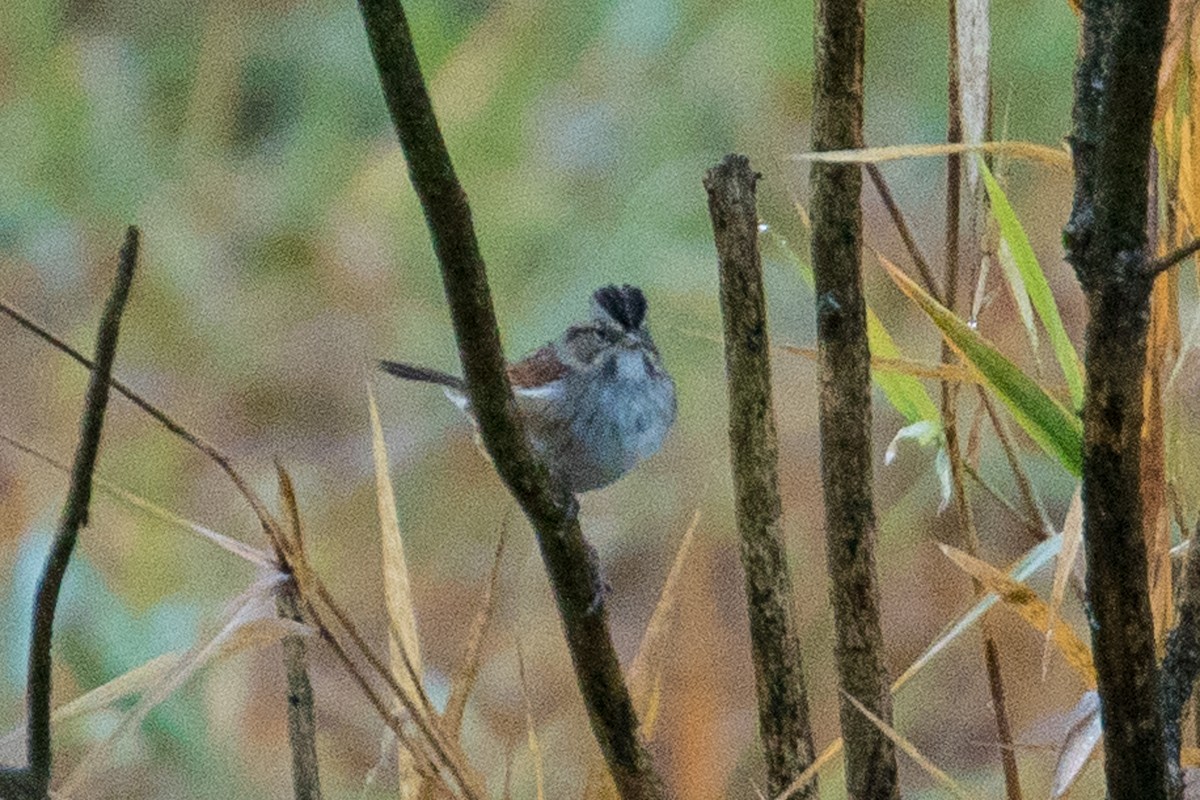Swamp Sparrow - ML121849581