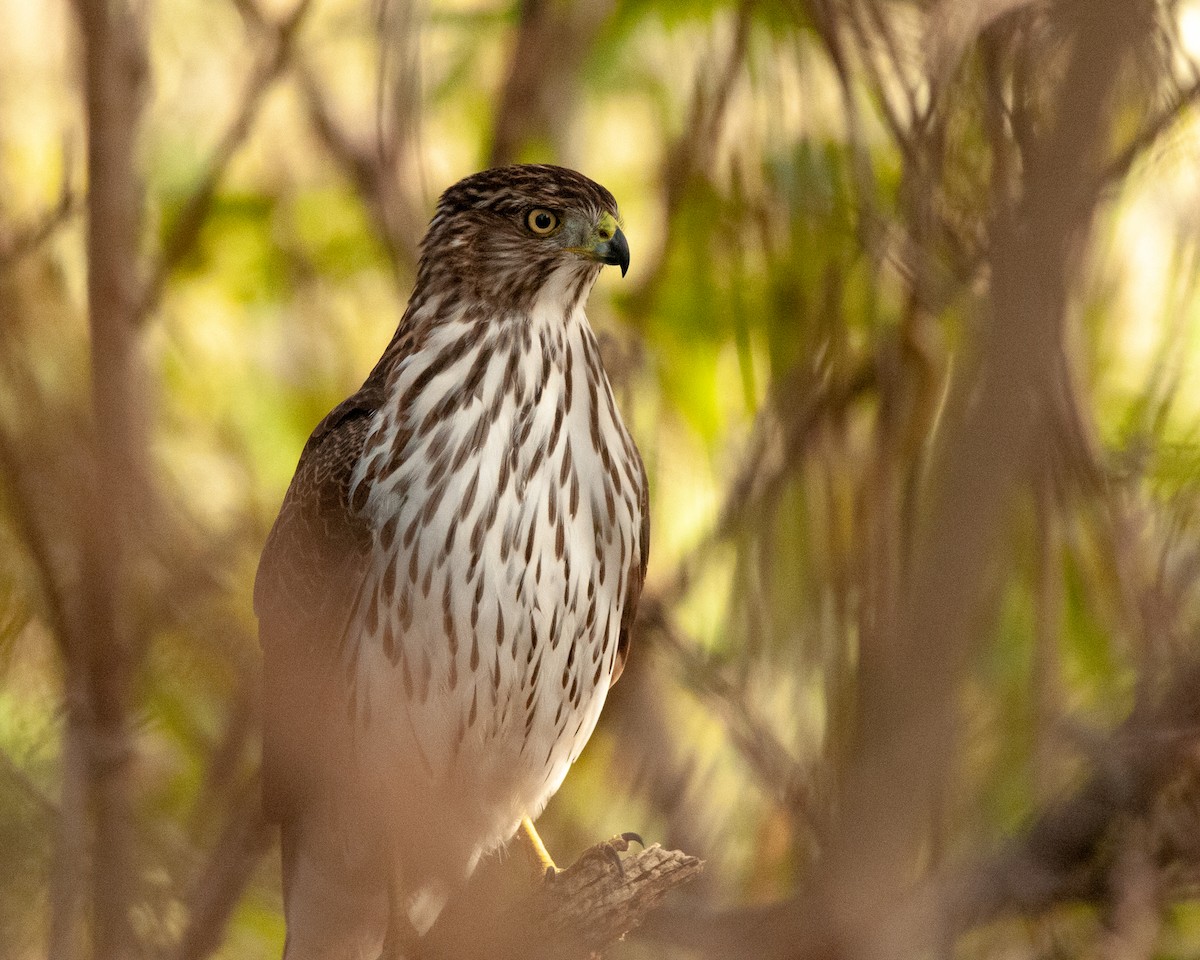 Cooper's Hawk - ML121849961