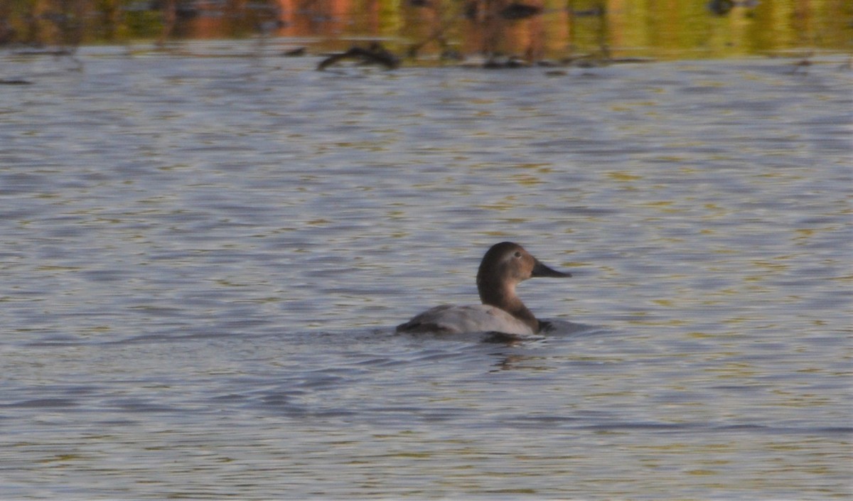 Canvasback - Greg Palko