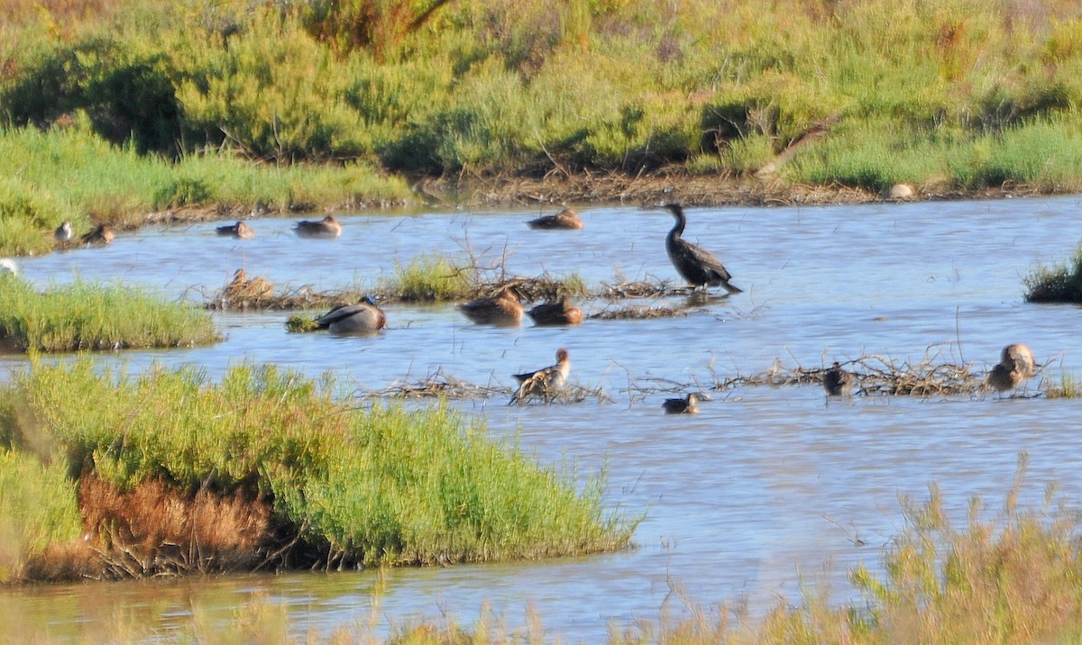 Great Cormorant (Dark-breasted) - ML121851131