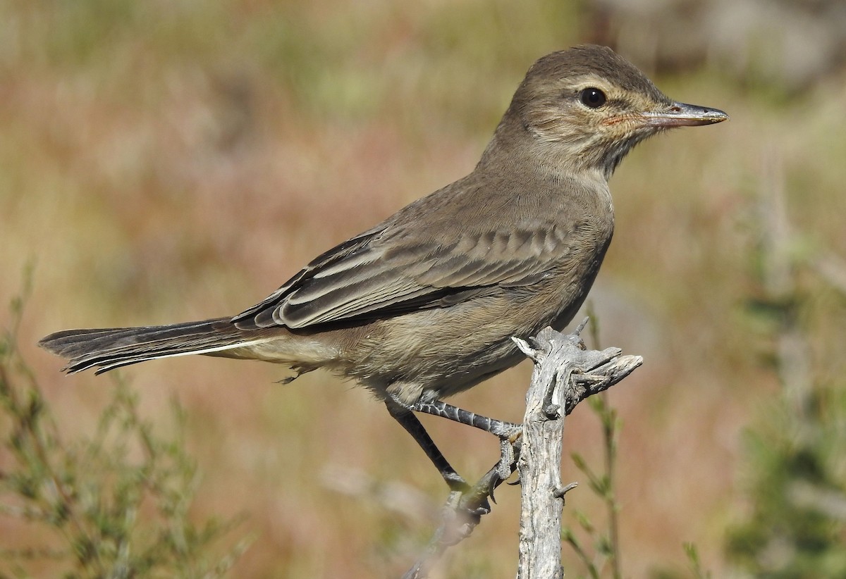 Gray-bellied Shrike-Tyrant - ML121851891