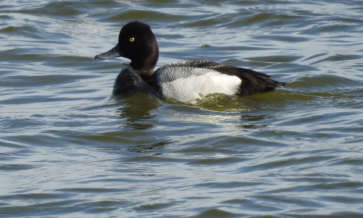 Lesser Scaup - ML121851991