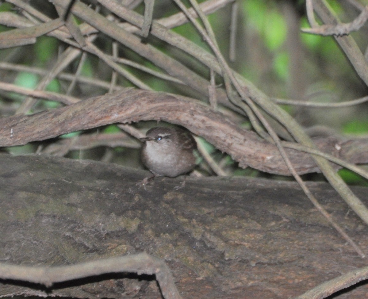 Eurasian Wren - ML121852161