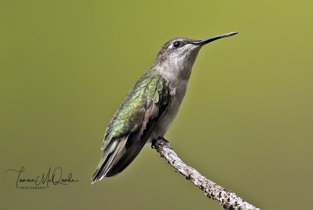 Ruby-throated Hummingbird - Tammy McQuade