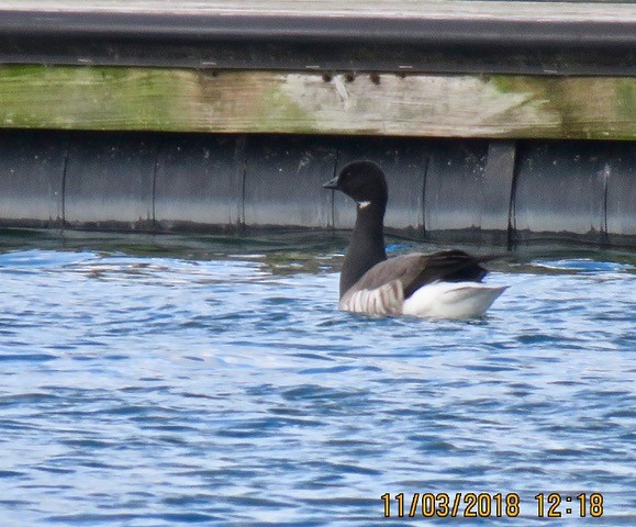 Barnacla Carinegra - ML121852691