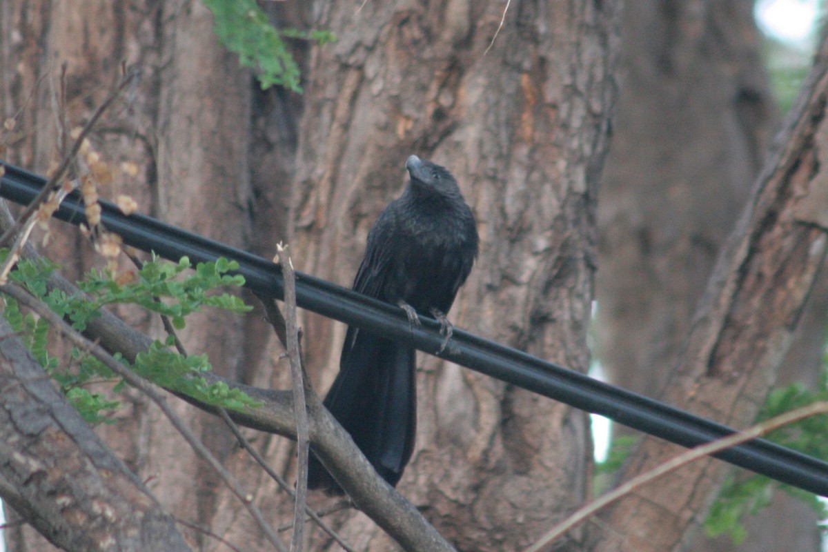 Groove-billed Ani - ML121854381