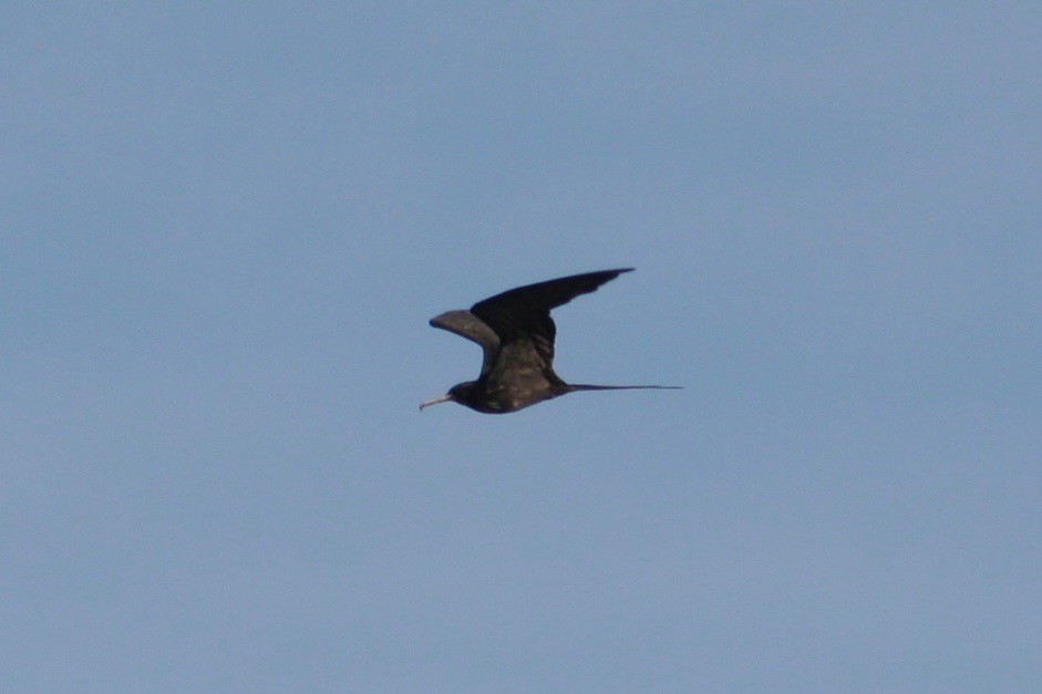 Magnificent Frigatebird - ML121854941