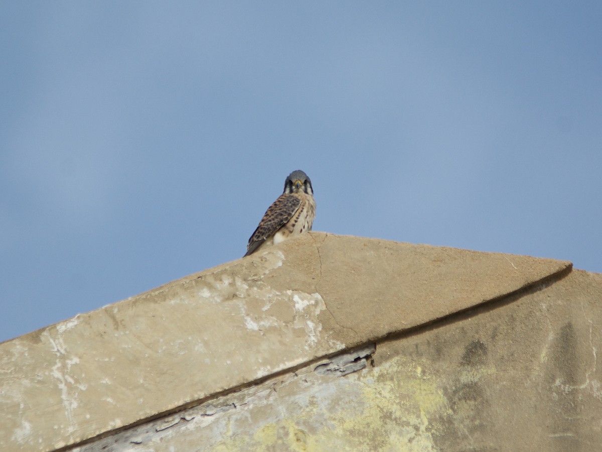 American Kestrel - Michael Tromp