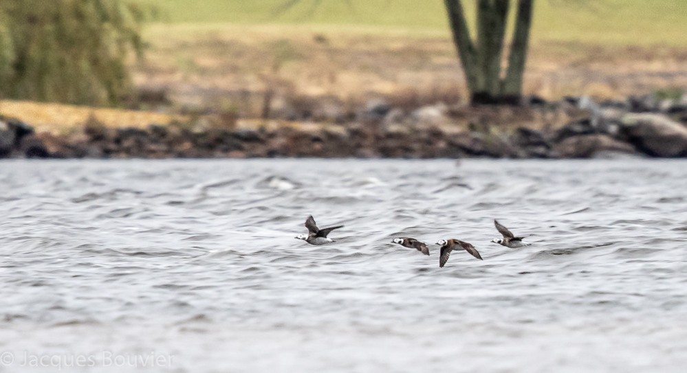 Long-tailed Duck - ML121857941