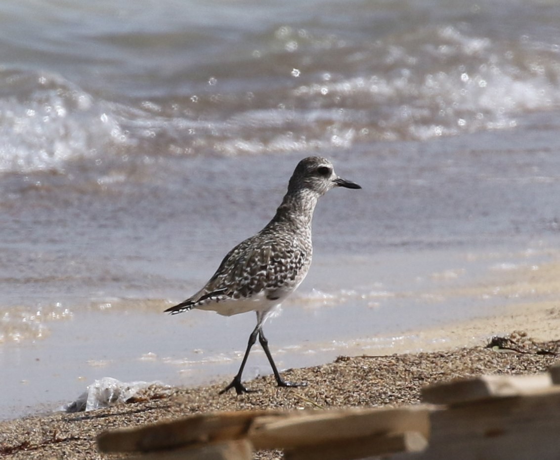Black-bellied Plover - Bruce  Purdy
