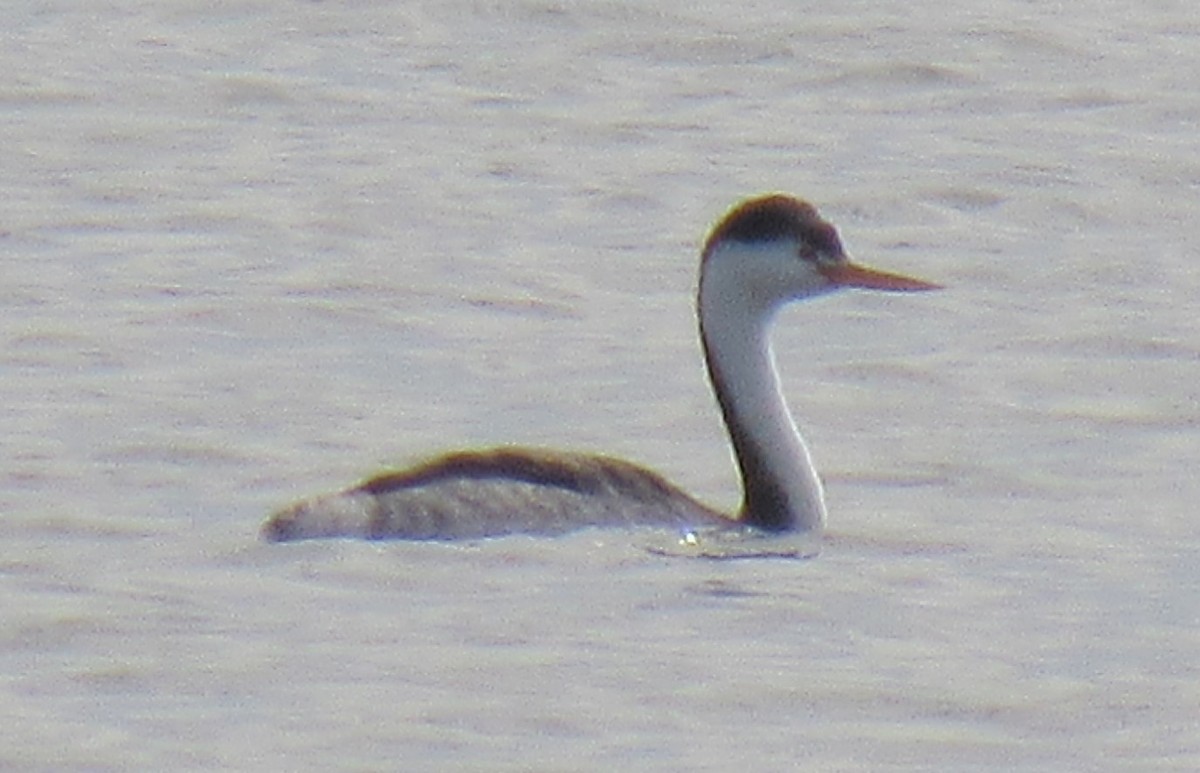 Clark's Grebe - ML121858141