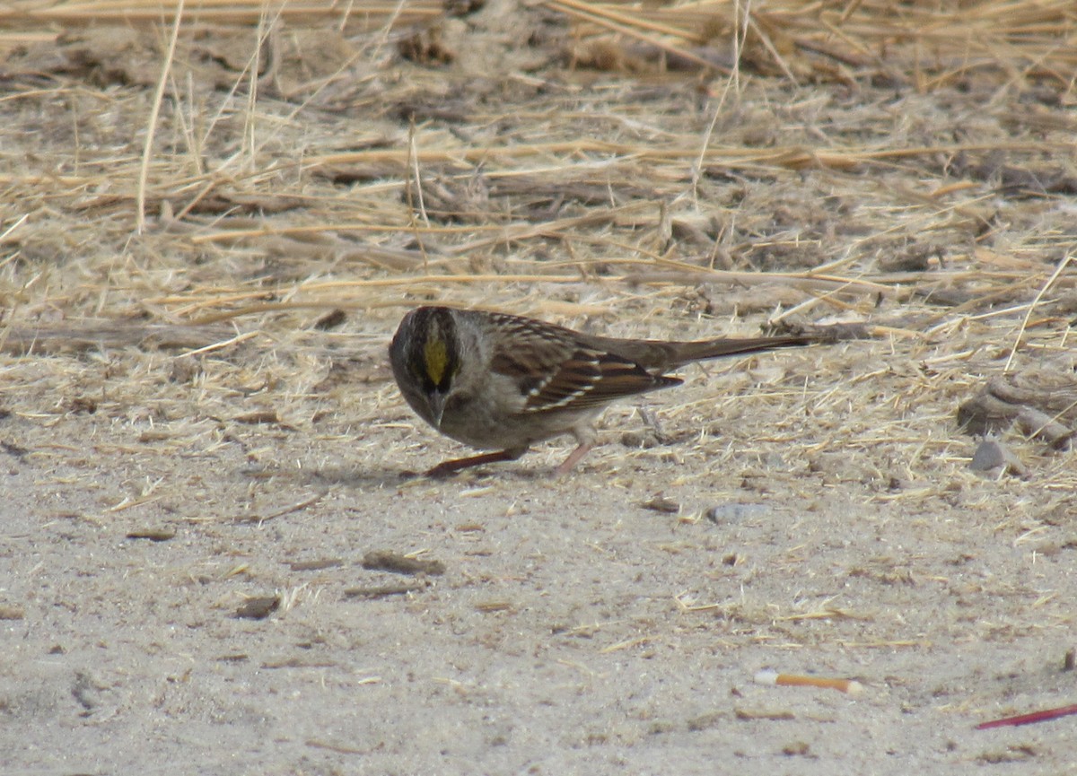 Golden-crowned Sparrow - ML121858181