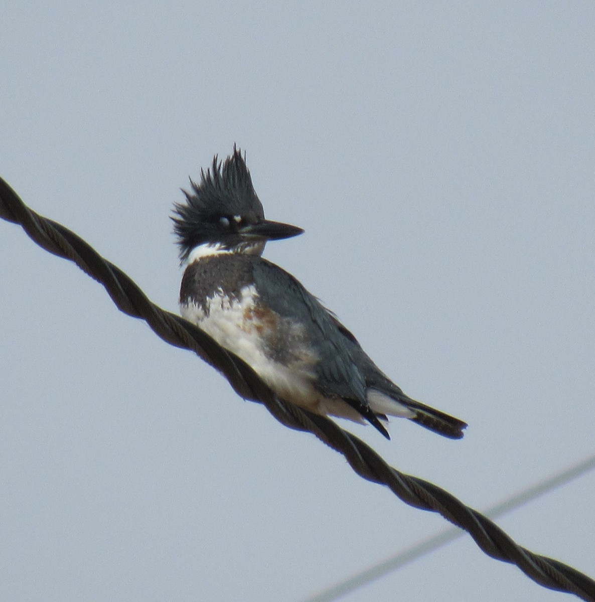 Belted Kingfisher - ML121858201