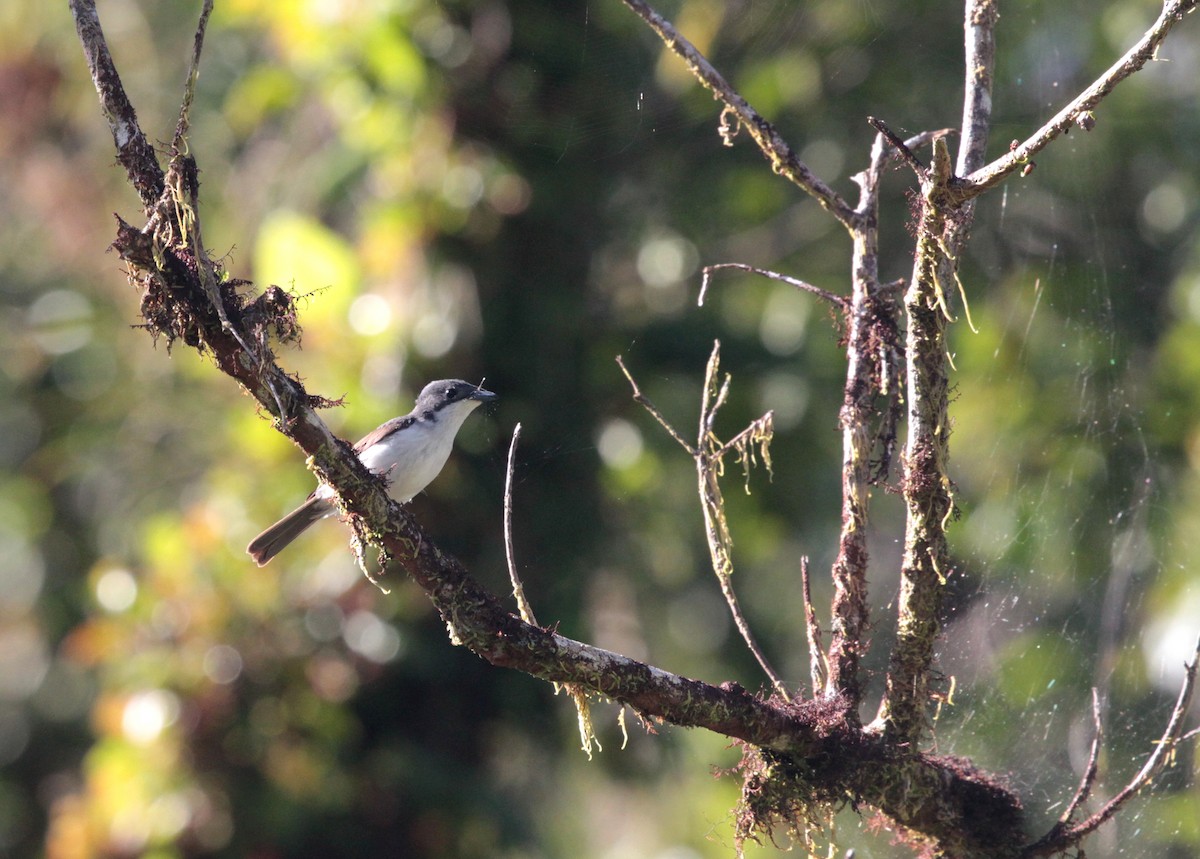 Steel-blue Flycatcher - ML121858751