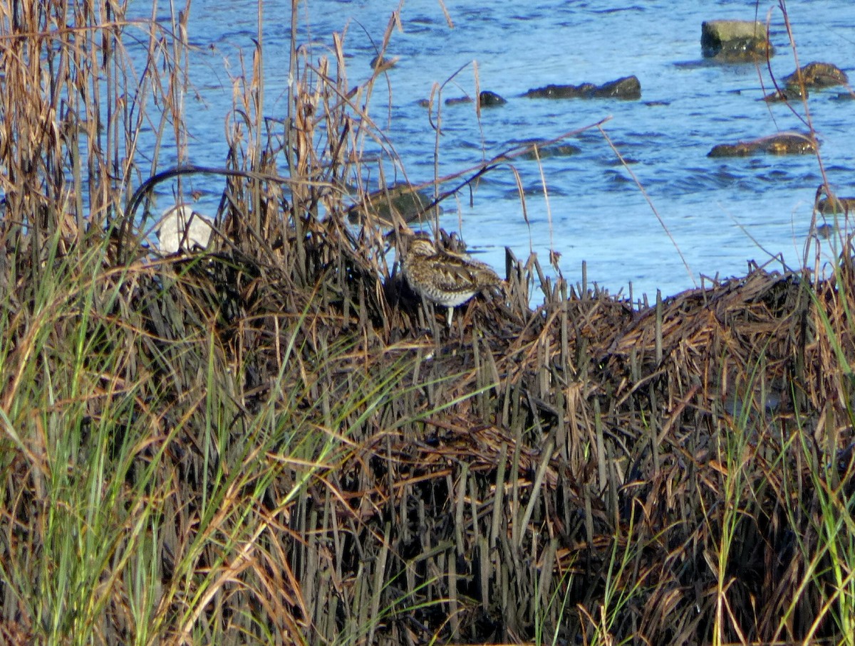 Common Snipe - Francisco Javier Calvo lesmes