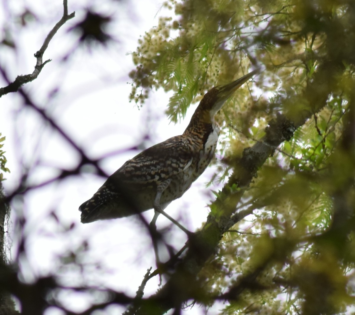 Rufescent Tiger-Heron - ML121860161