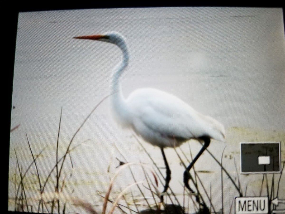 Grande Aigrette - ML121860191