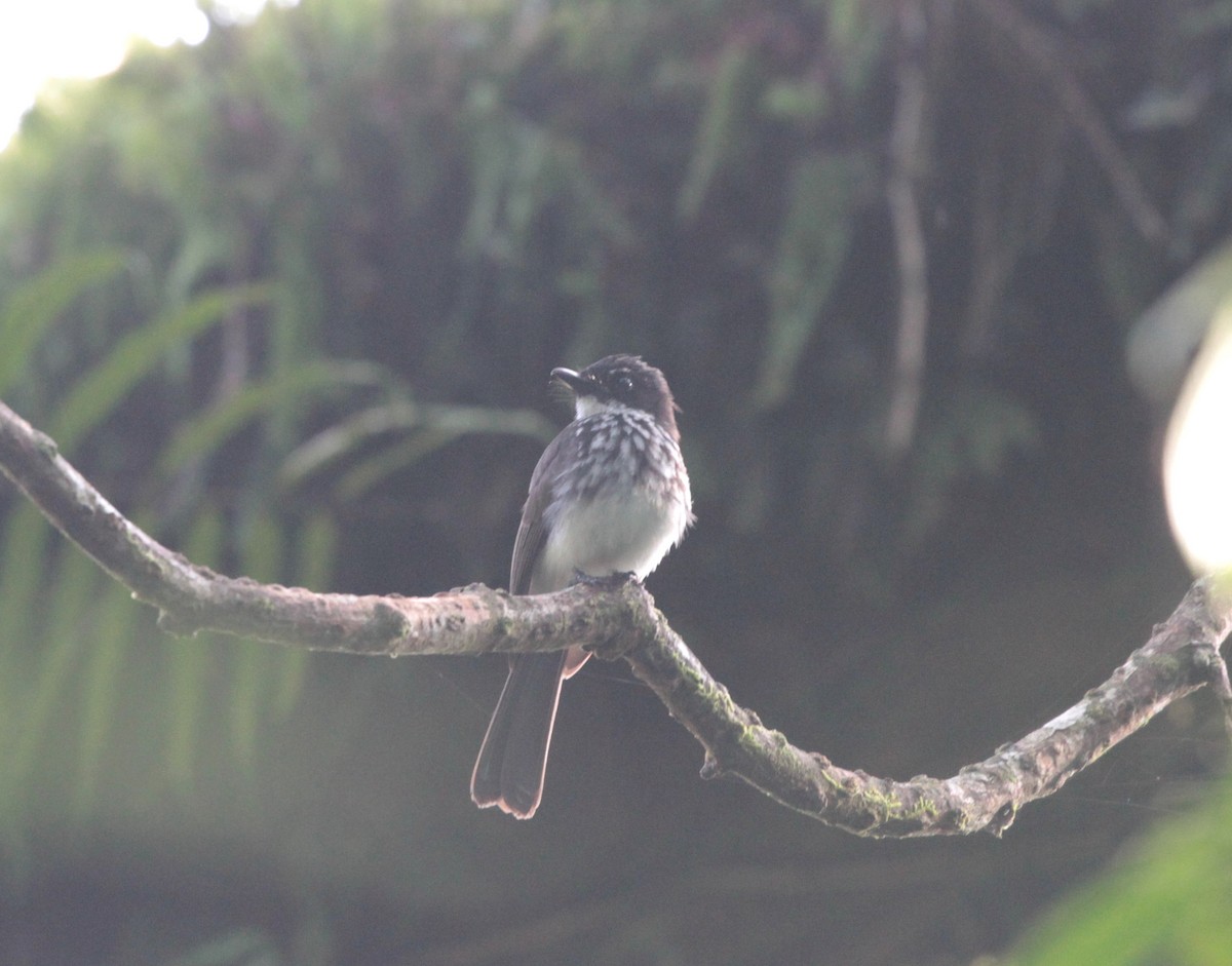 White-gorgeted Fantail - ML121861971