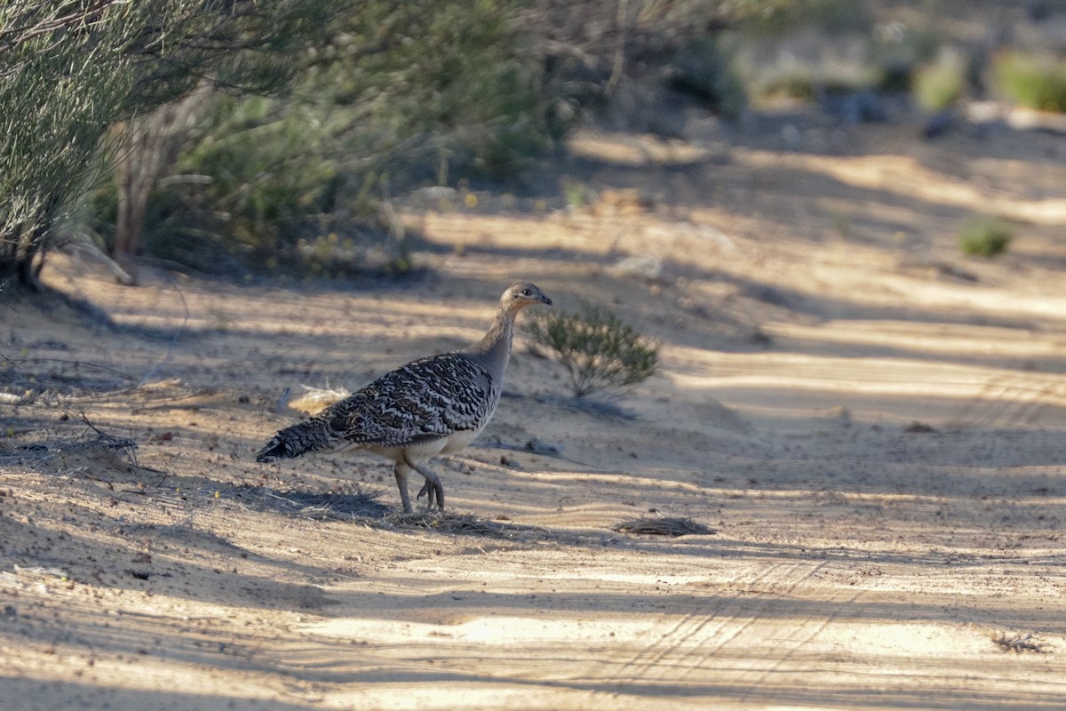 Malleefowl - ML121862631