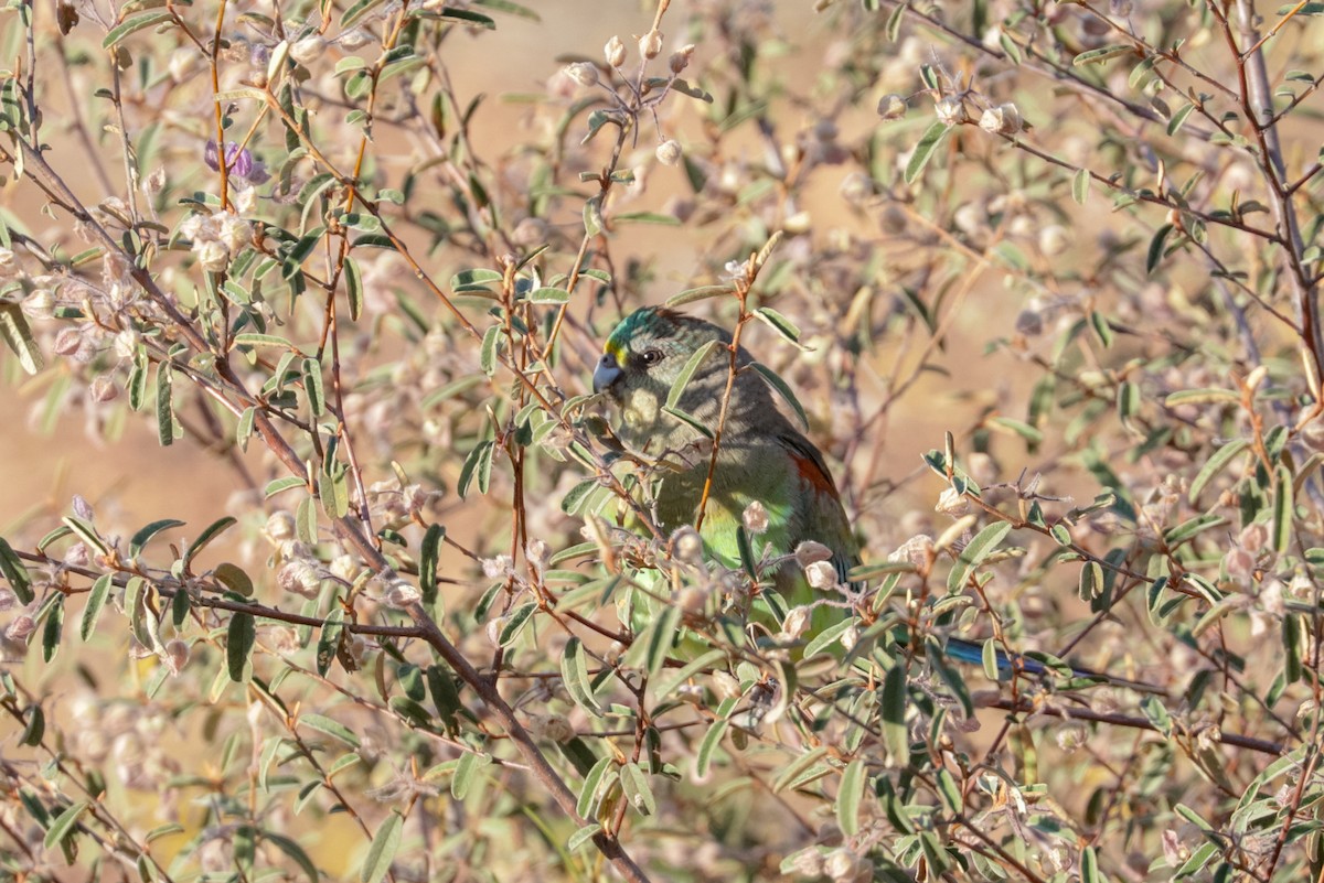 Mulga Parrot - ML121862811