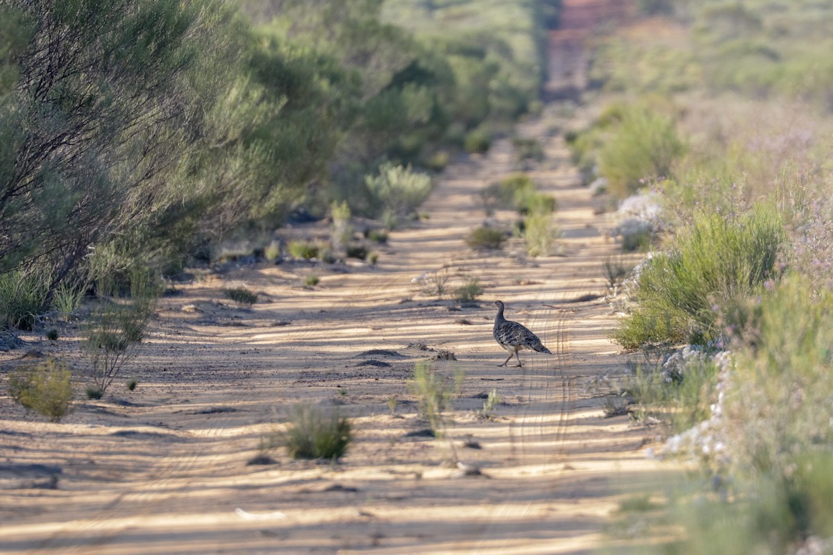 Malleefowl - ML121862871