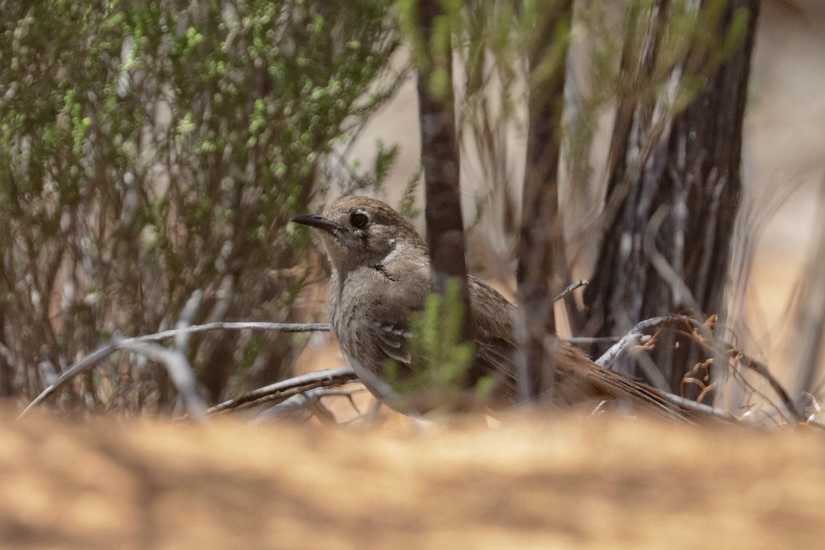 Southern Scrub-Robin - ML121862951