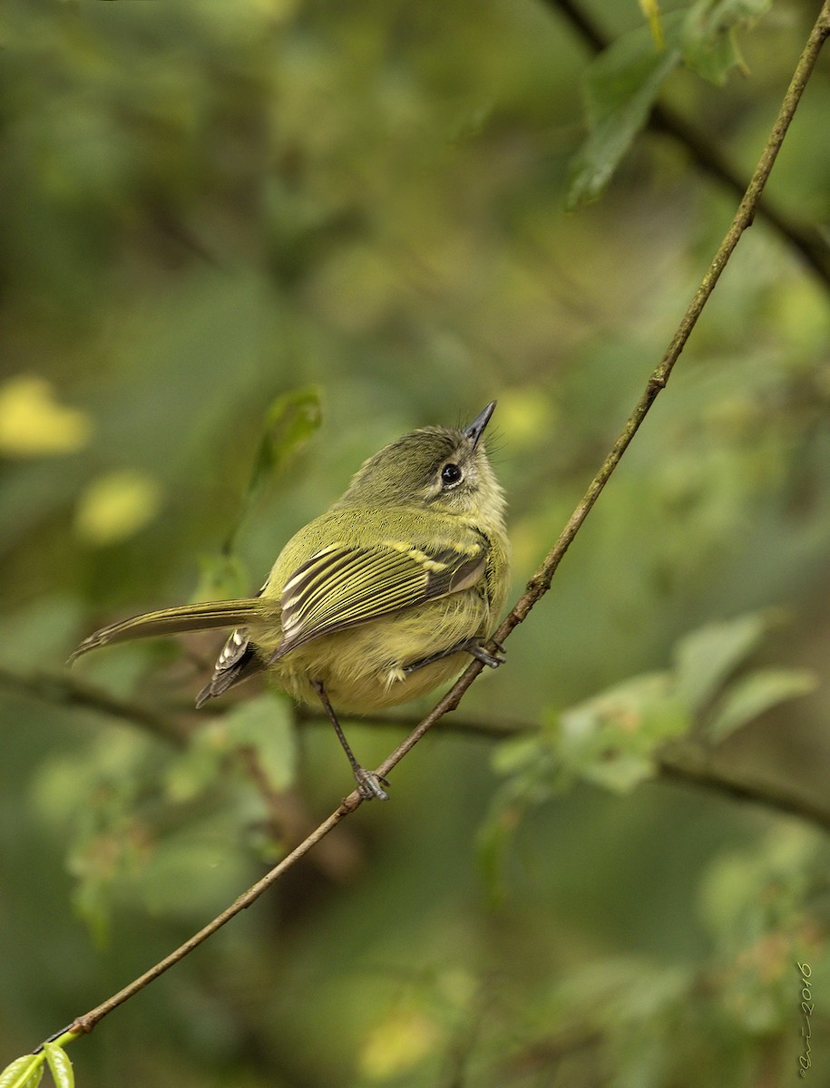 Mottle-cheeked Tyrannulet - ML121863051