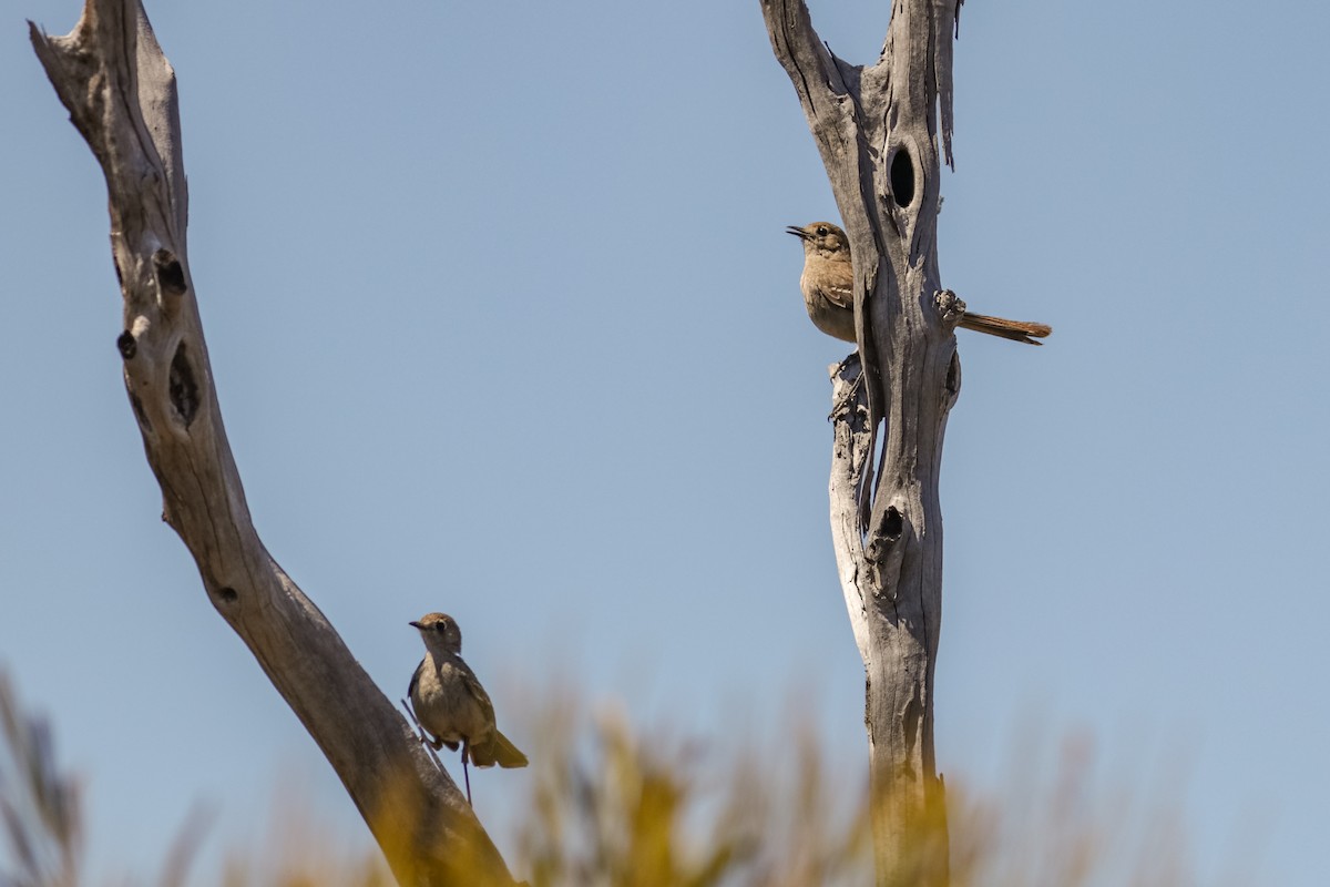 Southern Scrub-Robin - ML121863121