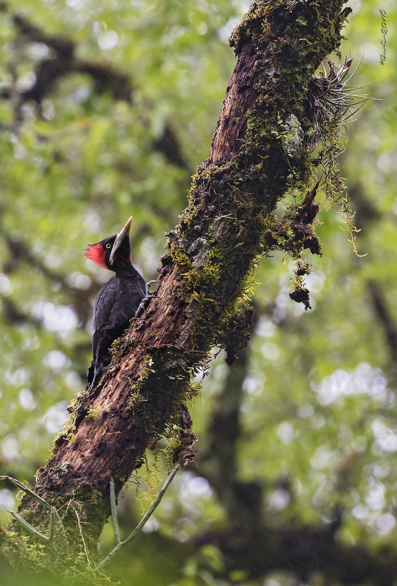 Cream-backed Woodpecker - ML121863321