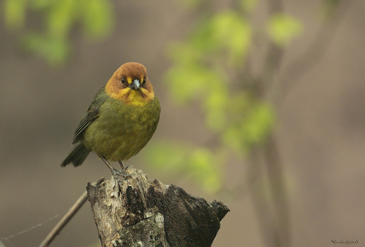 Fulvous-headed Brushfinch - ML121863381